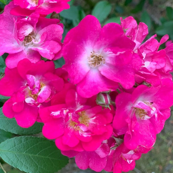 Meet your Posher, Nhya - Picture 1 of 1